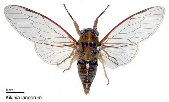 Image of Lane's cicada