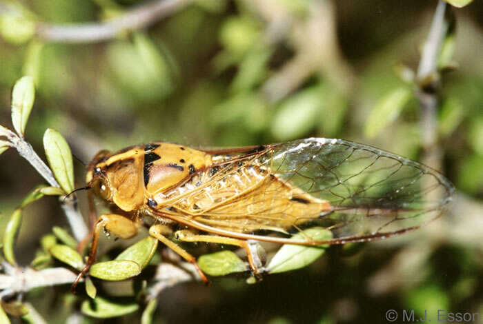 Image of Lane's cicada