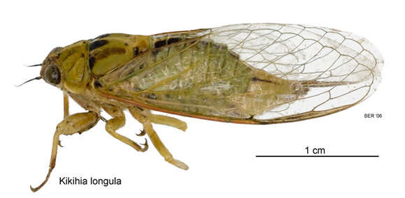 Image of Chatham Island cicada