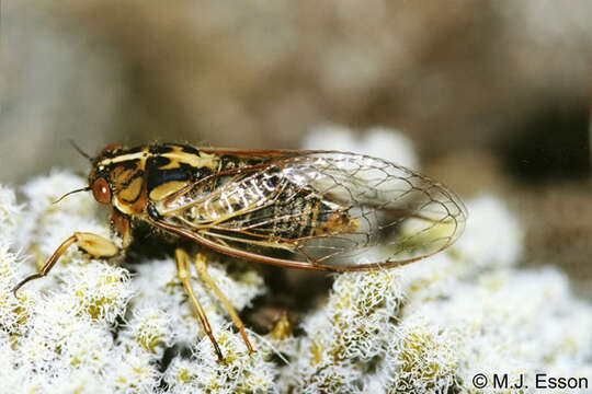 Image of variable cicada