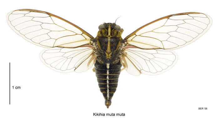 Image of variable cicada