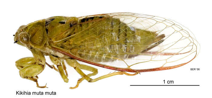 Image of variable cicada