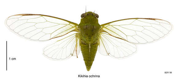 Image of April green cicada