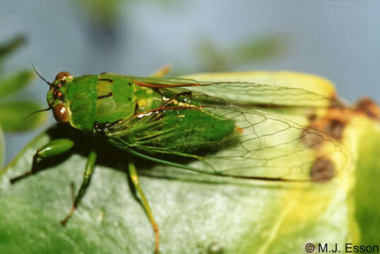 Image of April green cicada