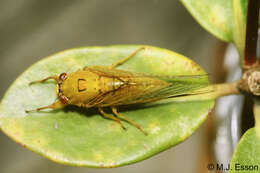 Image of April green cicada