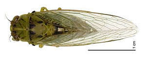 Image of Peg's cicada