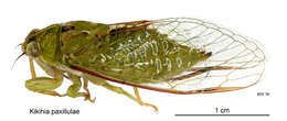 Image of Peg's cicada