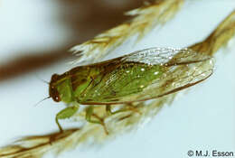 Image of Peg's cicada