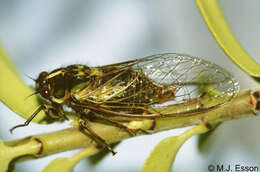 Image of Murihiku cicada