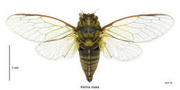 Image of Murihiku cicada