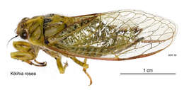 Image of Murihiku cicada