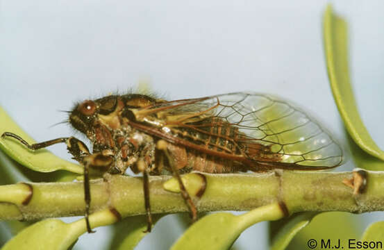 Image of Murihiku cicada