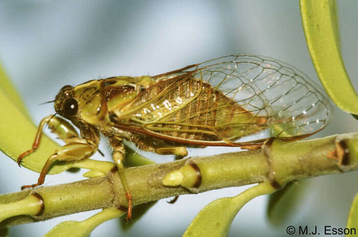 Image of Murihiku cicada