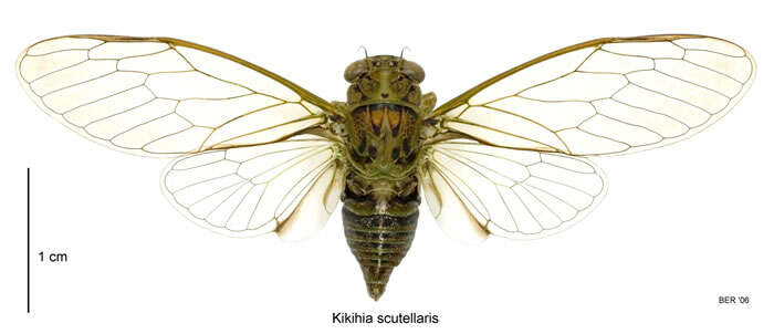 Image of lesser bronze cicada