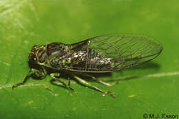 Image of lesser bronze cicada