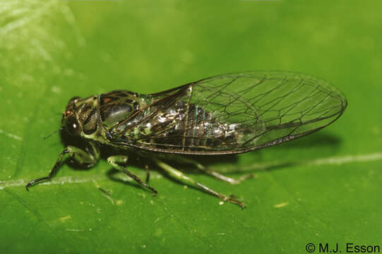 Image of lesser bronze cicada