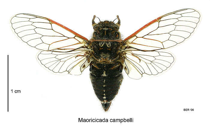 Image of Campbell’s cicada