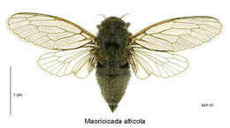 Image of high alpine cicada