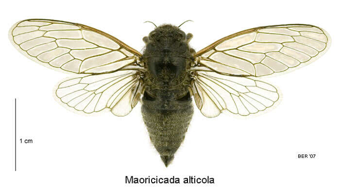 Image of high alpine cicada