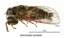 Image of Campbell’s cicada