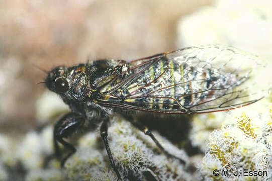 Image of screaming cicada