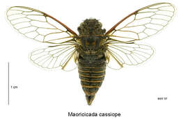 Image of screaming cicada