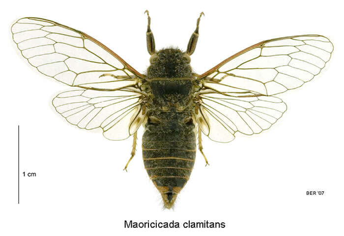 Image of yodelling cicada