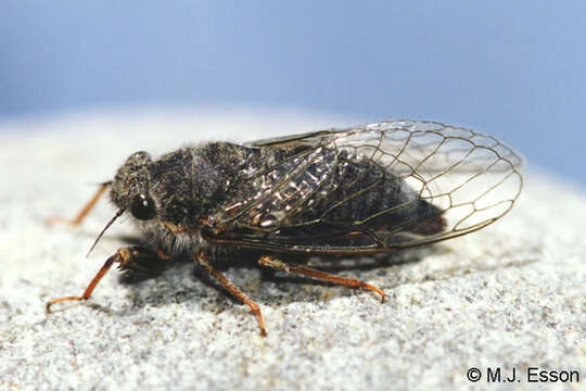 Image of Hamilton's cicada