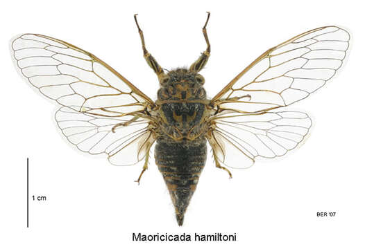 Image of Hamilton's cicada