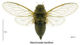 Image of Hamilton's cicada