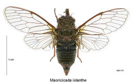 Image of Iolanthe cicada