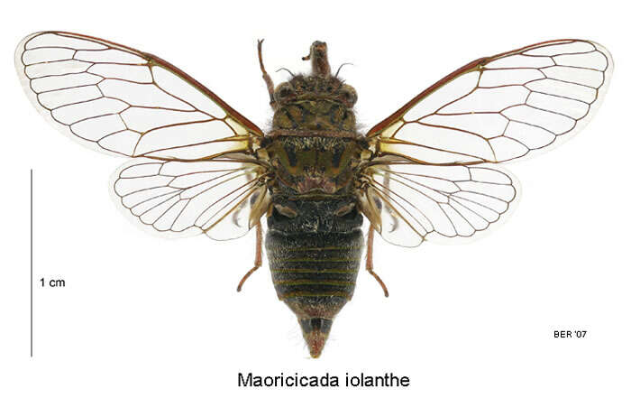 Image of Iolanthe cicada