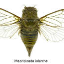 Image of Iolanthe cicada