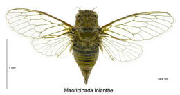 Image of Iolanthe cicada