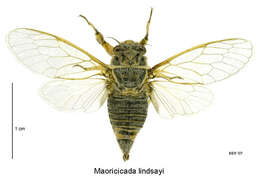 Image of Lindsay's cicada