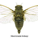 Image of Lindsay's cicada