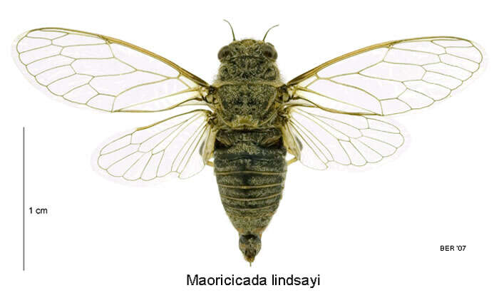 Image of Lindsay's cicada