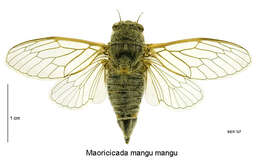 Image of Maoricicada mangu (White 1879)