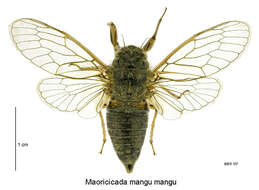 Image of Maoricicada mangu (White 1879)