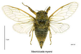 Image de Maoricicada myersi (Fleming 1971)