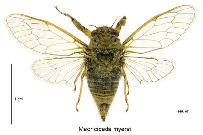 Image de Maoricicada myersi (Fleming 1971)