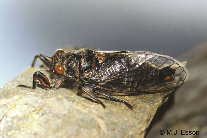 Image of Myers' cicada