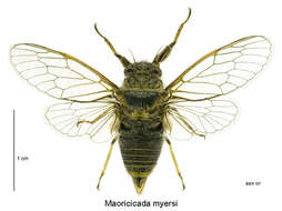 Image of Myers' cicada