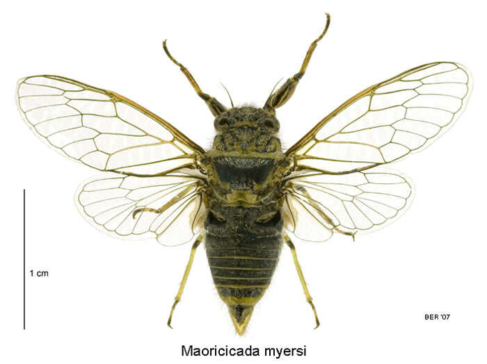 Image de Maoricicada myersi (Fleming 1971)