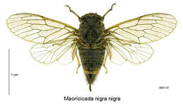 Image of Maoricicada nigra (Myers 1921)