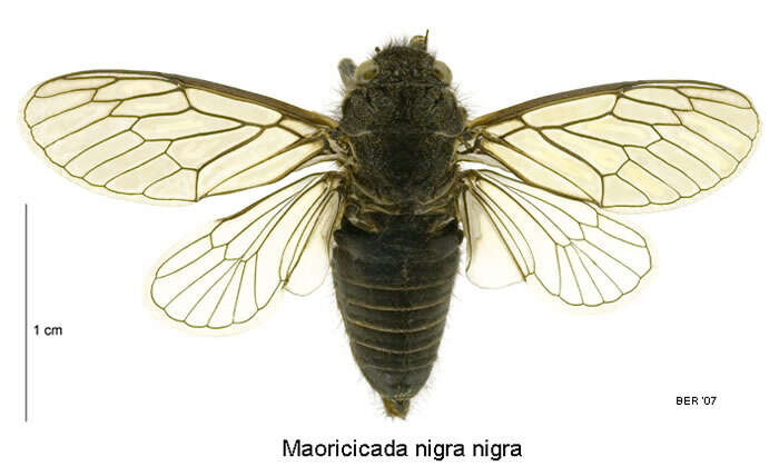 Image of Maoricicada nigra (Myers 1921)