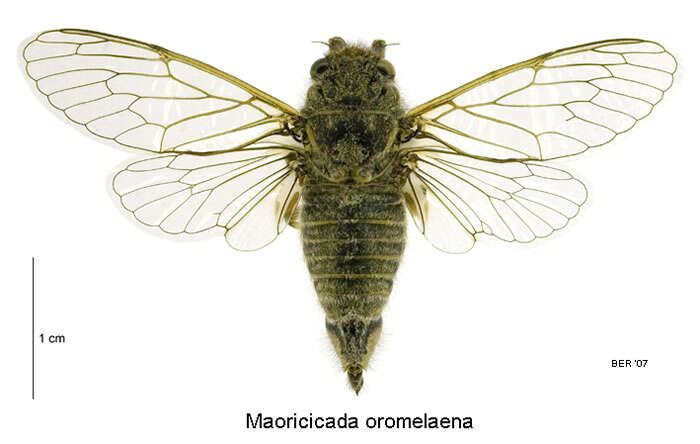 Image de Maoricicada oromelaena (Myers 1926)