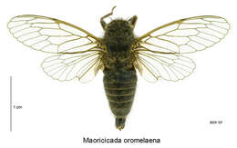 Image of greater alpine black cicada