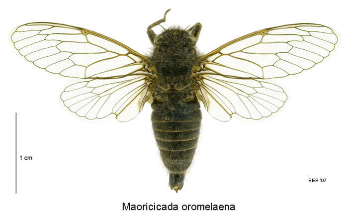 Image de Maoricicada oromelaena (Myers 1926)