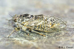 Image of Maoricicada otagoensis Dugdale & Fleming 1978